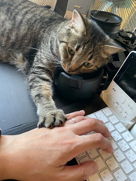 前足を乗せる猫