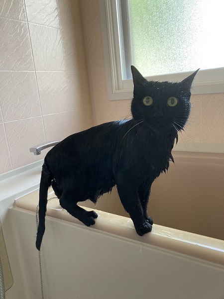 ぬれた黒猫