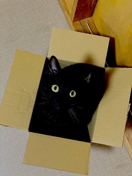 ダンボールに入る黒猫