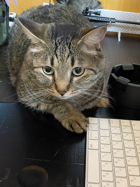 花火を怖がる猫