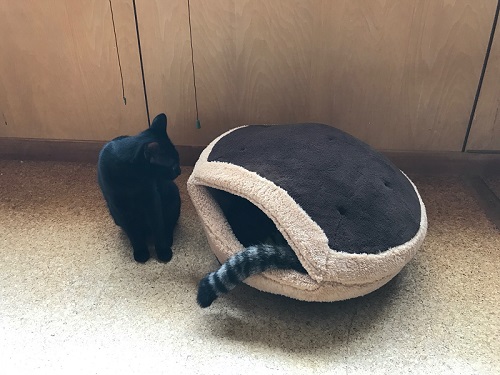 猫ベッドに入る猫