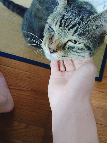 顎をなでられる猫