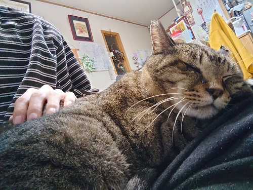 膝の上で寝る猫