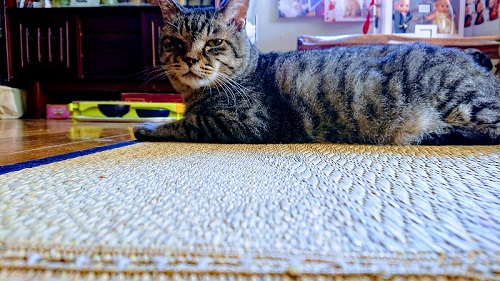 カメラ目線の猫