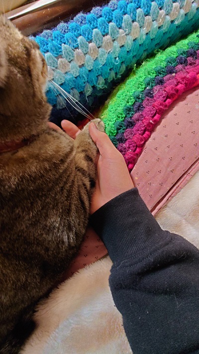 手をつなぐ猫