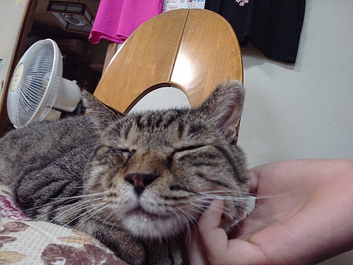 くつろぐ猫