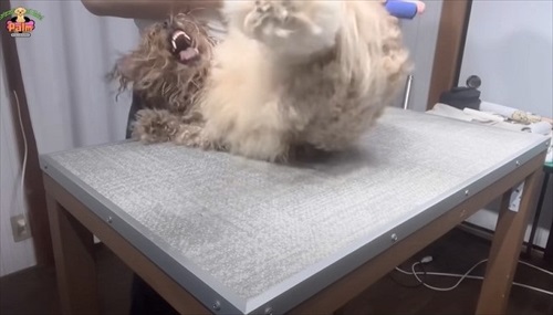 かみ癖があるワンちゃんのトリミング