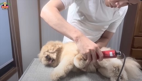 かみ癖があるワンちゃんのトリミング