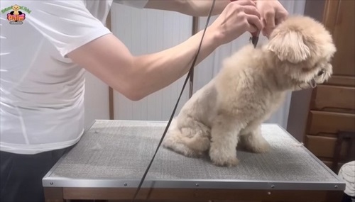 かみ癖があるワンちゃんのトリミング