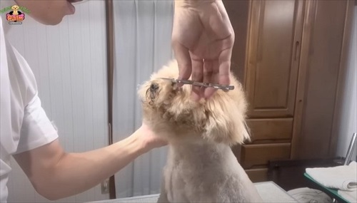 かみ癖があるワンちゃんのトリミング