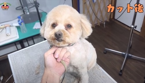かみ癖があるワンちゃんのトリミング