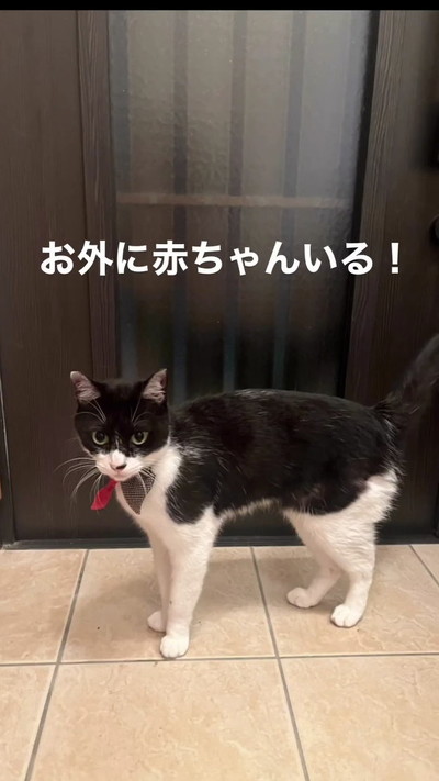 知らせる猫