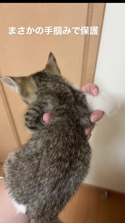 保護した子猫