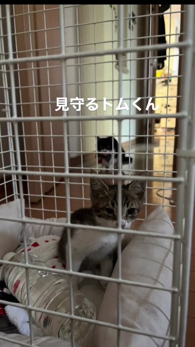 保護した子猫