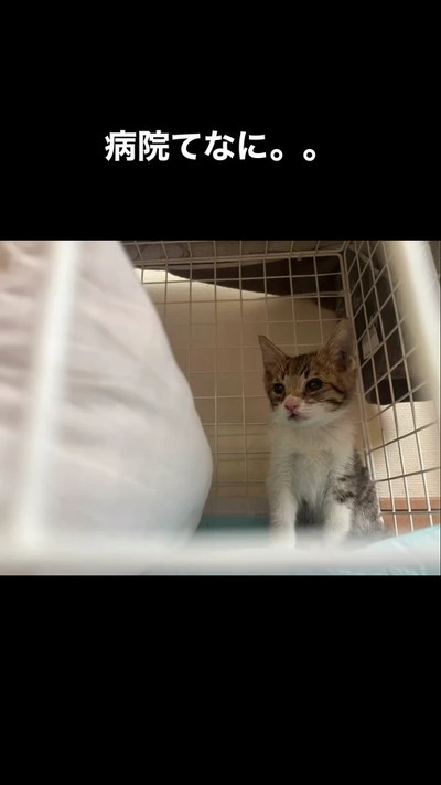 不安そうな子猫
