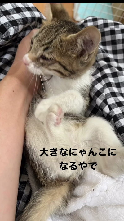 抱っこされる猫
