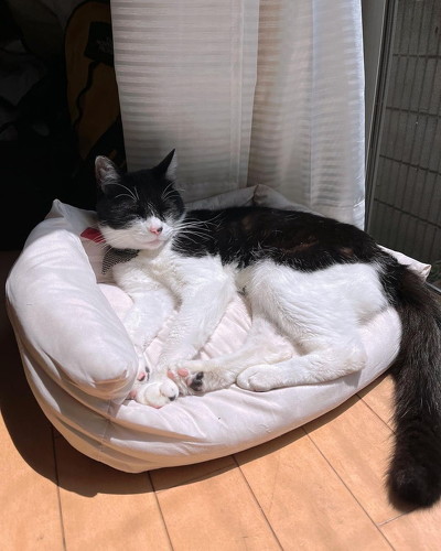 寝る猫