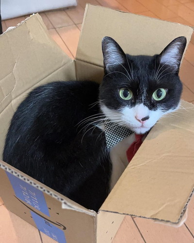 知らせる猫