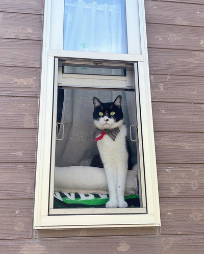 見送る猫
