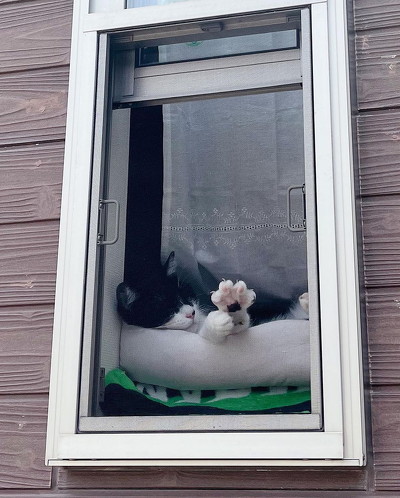お迎え猫