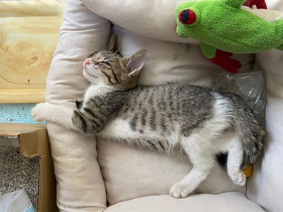 寝ている猫