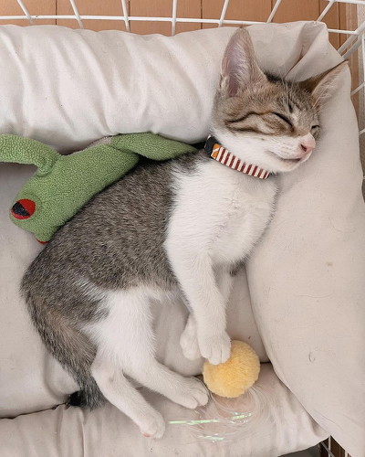 保護して1週間の子猫