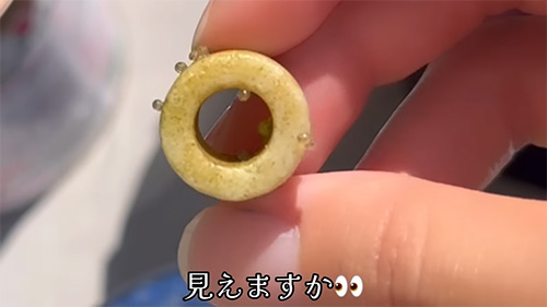 卵が見えますかの画像