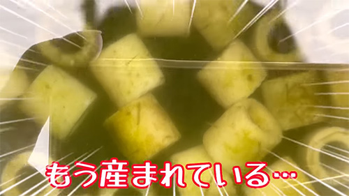 もう産まれてる画像