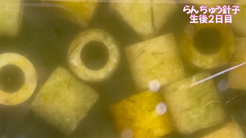 生後2日目の針子