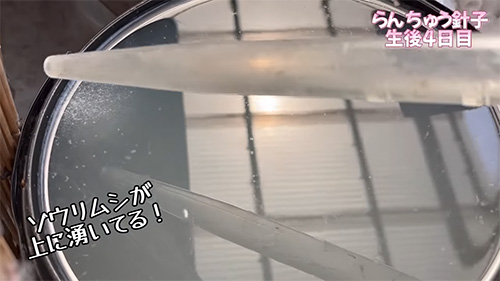 ゾウリムシの画像