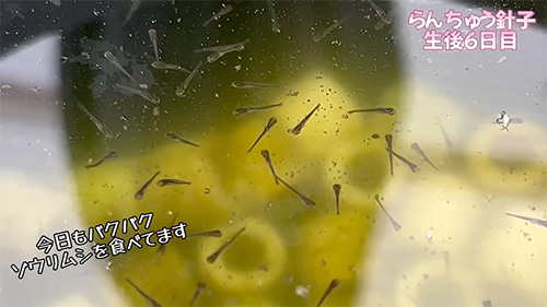 バクバク食べる針子