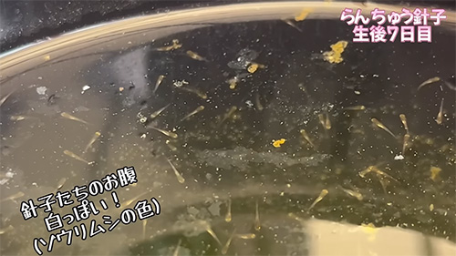 お腹が白くなった針子