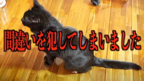 クッションにおしっこした黒猫