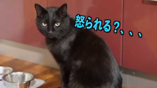 不安そうな黒猫