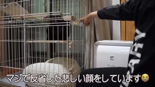 シュンとする黒猫