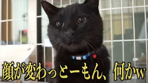 くりくりお目々の黒猫
