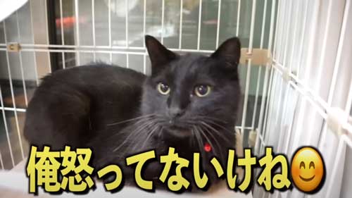 優しく話しかける飼い主
