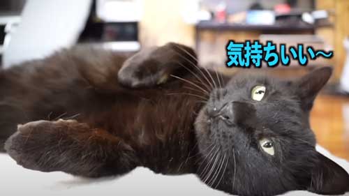 カーペットに乗る猫