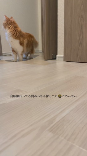 飼い主さんを捜すつむくん