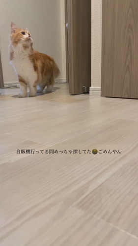 飼い主さんを捜すつむくん