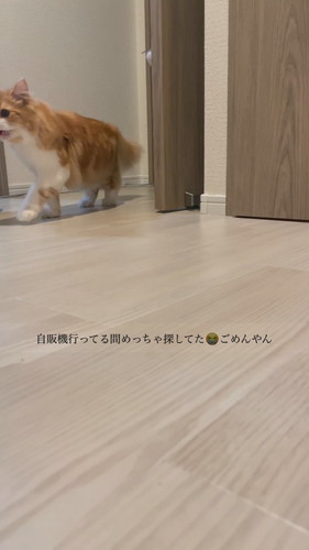 飼い主さんを捜すつむくん