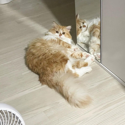 転がるつむくん