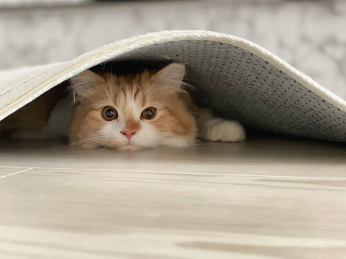 ヤドかるつむくん