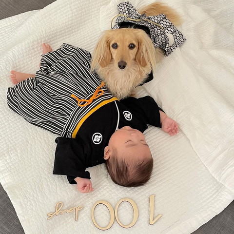 子猫を見る先住猫