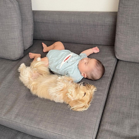 ソファで寝てる赤ちゃんとワンコ