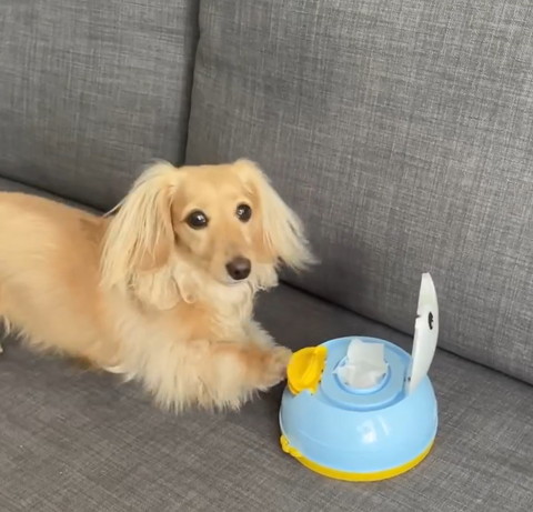 お尻拭きのボタン押すワンコ