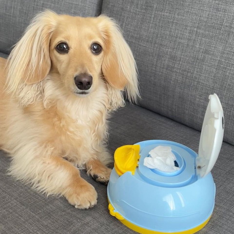 お尻拭きとワンコ