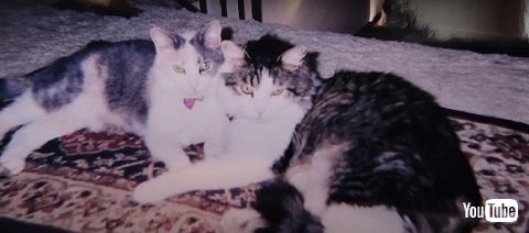 27歳の猫と兄弟猫