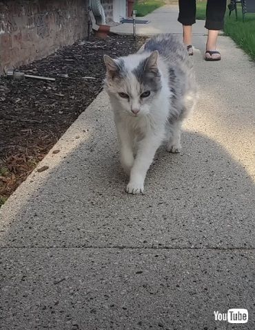 散歩する27歳の猫