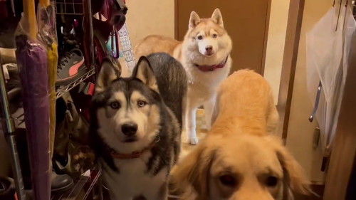 デカワンコお出迎え